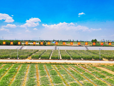 寧夏種業(yè),種出希望 第九屆寧夏種業(yè)博覽會(huì)將在7月26日在寧夏平羅舉辦