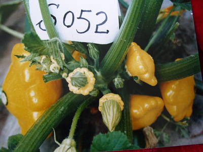 金飛碟-西葫蘆種子,酒泉市三禾種業(yè)有限責(zé)任公司, 中國蔬菜網(wǎng)產(chǎn)品庫