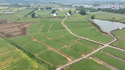 安徽白湖種業創新研發兩個小麥新品種，助力種業高質量發展