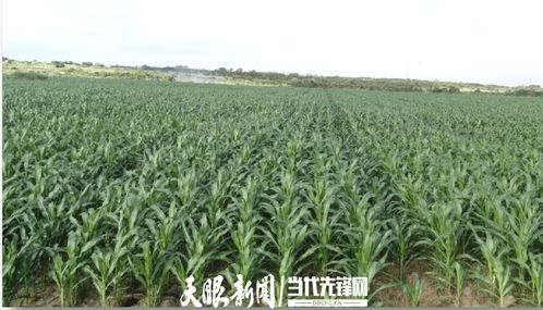 農發行花溪支行發放600萬元貸款，助力種業小微企業實現育繁推一體化產業建設