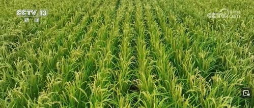 我國畜禽核心種源自給率超75%，資源保護(hù)體系更加完善