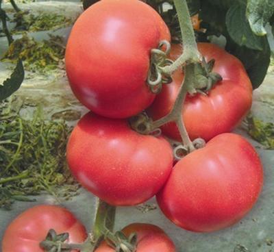 進口高產大棚專用凱撒2008番茄種子 點亮有機蔬菜基地的未來