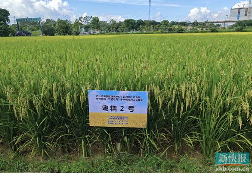 黃埔區(qū)現(xiàn)代種業(yè)產(chǎn)業(yè)園早造觀(guān)摩會(huì) 水稻所聯(lián)合主辦助力種業(yè)振興