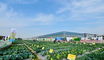 菜博會揭幕，中國南方蔬菜種業創新中心亮相，引領“菜立方”時代
