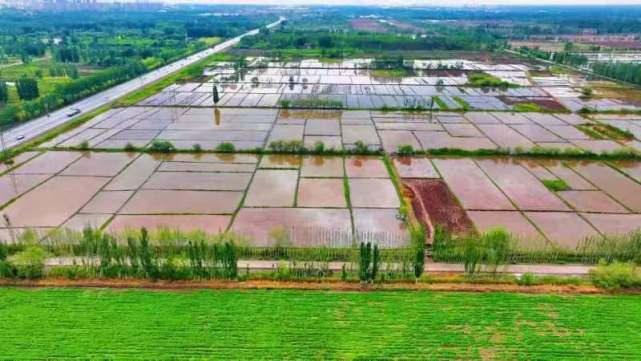 鹽堿稻浪映鵬城，科技番茄上餐桌 深圳種業力量護航國家糧食安全